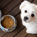 Best pet food guide showing healthy dog food choices for different dogs