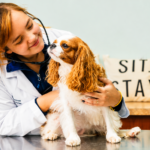 Pet Urgent Care: What to Know When Your Pet Needs Immediate Veterinary Attention