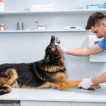 Hunter Pet Care — veterinarian examining a dog at the clinic