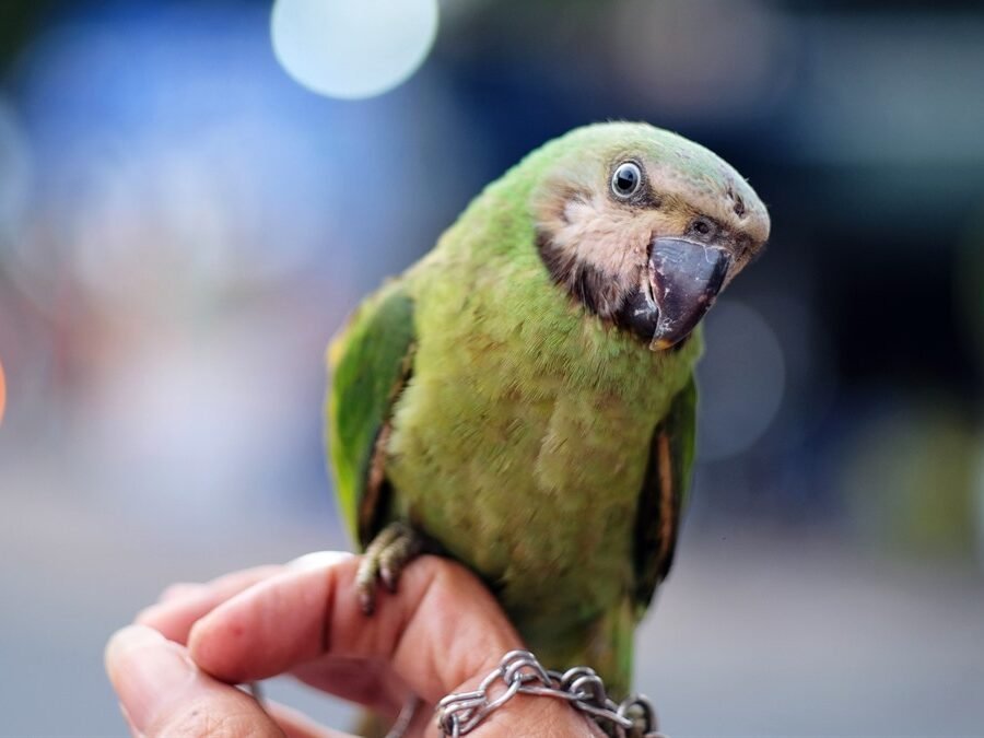 Exotic vet in Albuquerque — veterinarian examining a bird
