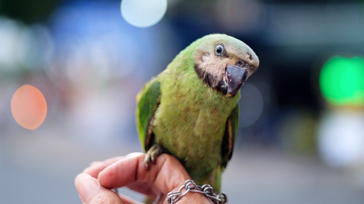 Exotic vet in Albuquerque — veterinarian examining a bird