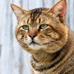 Signs a senior cat is in pain — older cat resting quietly
