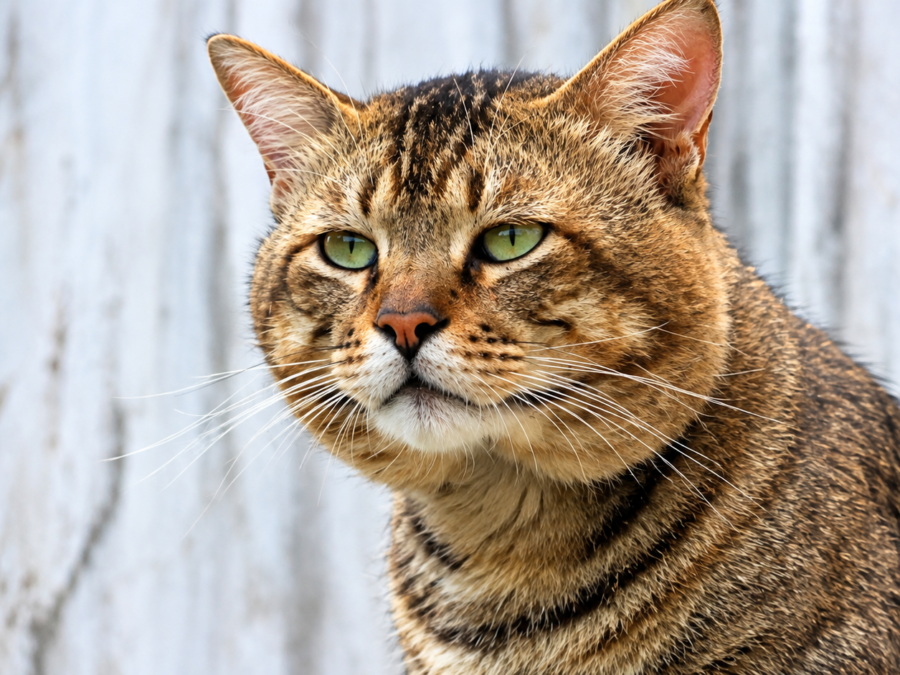 Signs a senior cat is in pain — older cat resting quietly