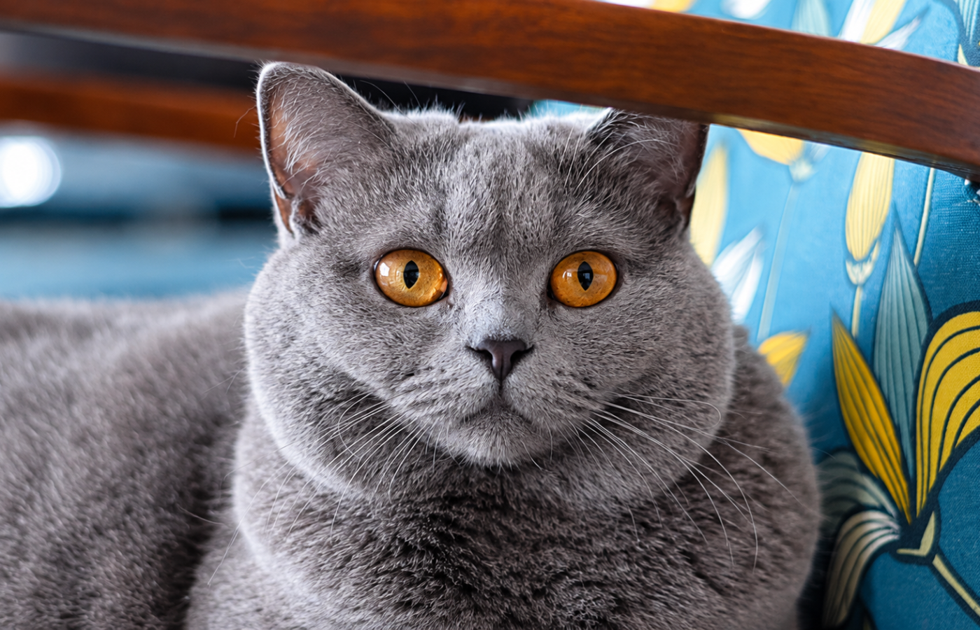 British Shorthair adoption — gray British Shorthair cat in a shelter setting