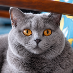 British Shorthair adoption — gray British Shorthair cat in a shelter setting
