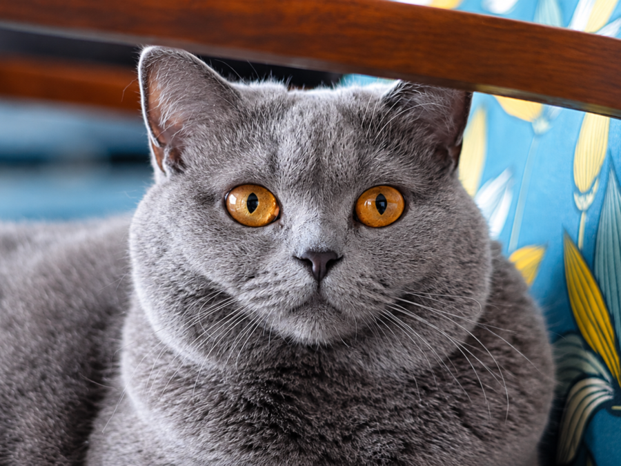 British Shorthair adoption — gray British Shorthair cat in a shelter setting