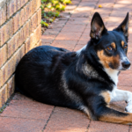 Dog leans against the wall while resting in a hallway