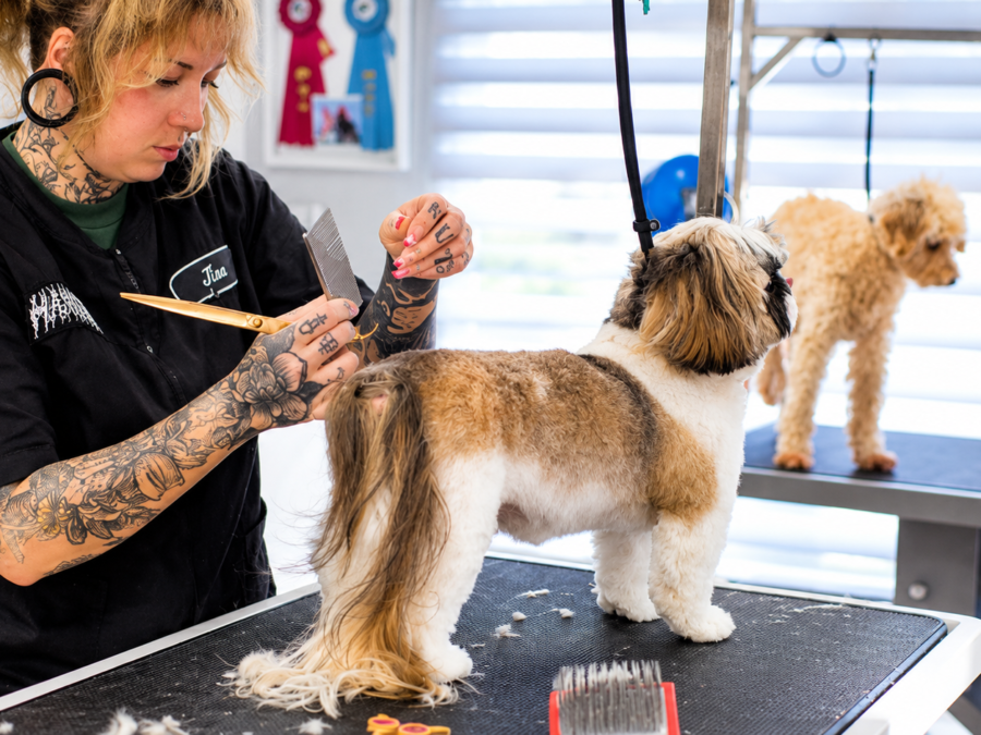 Teddy's Dog House — dog getting groomed at the salon