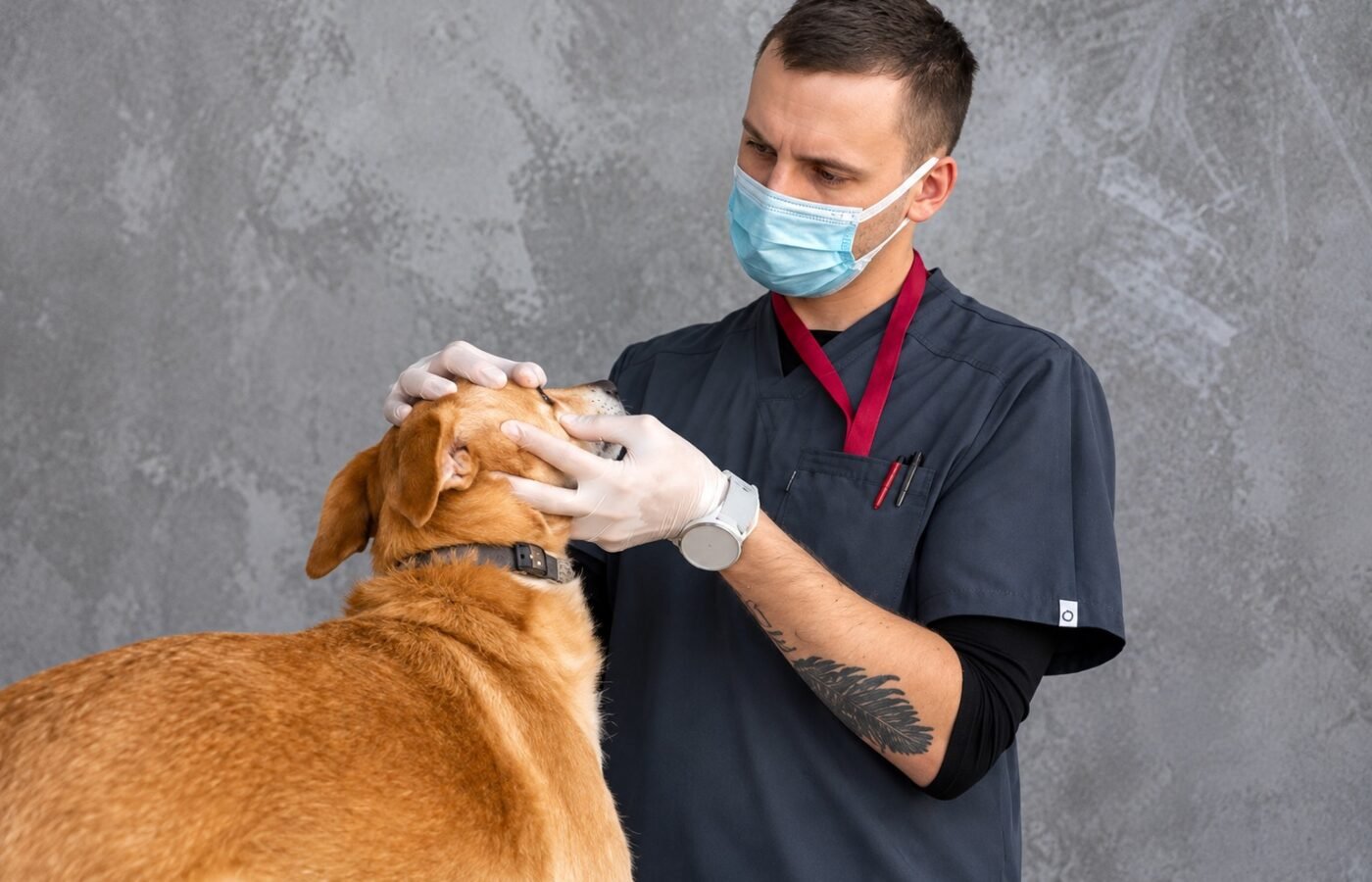 Yukon Pet Care Clinic — veterinarian examining a dog