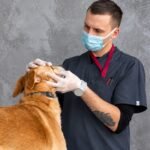 Yukon Pet Care Clinic — veterinarian examining a dog