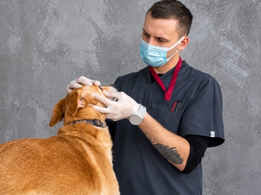 Yukon Pet Care Clinic — veterinarian examining a dog