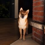 Dog stares at the door at night in a dark room