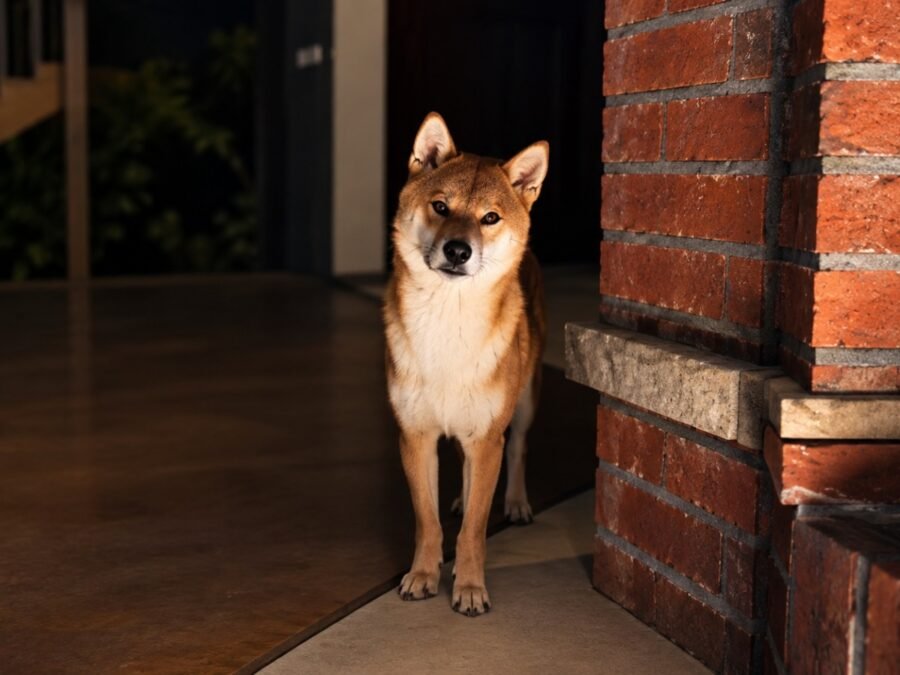 Dog stares at the door at night in a dark room
