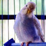 budgie cage cover at night — white budgie perched calmly inside its cage