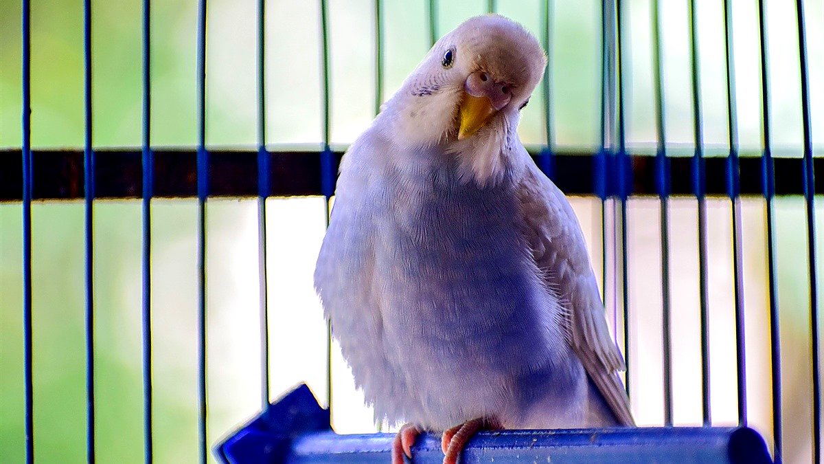 budgie cage cover at night — white budgie perched calmly inside its cage