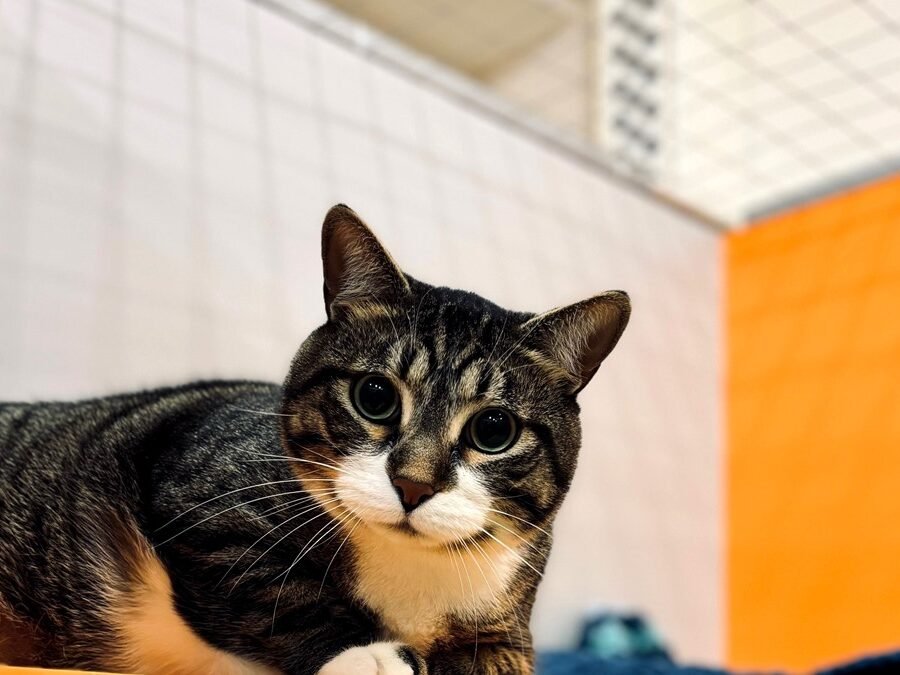 Cat boarding in Reno — cat resting in a themed boarding suite