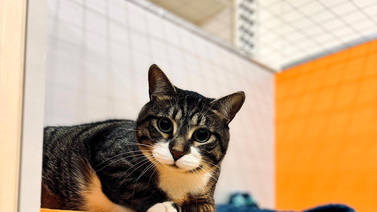 Cat boarding in Reno — cat resting in a themed boarding suite