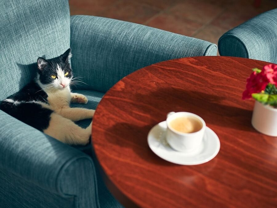 Cat cafe in Denver — black and white cat lounging in an armchair beside a cup of coffee