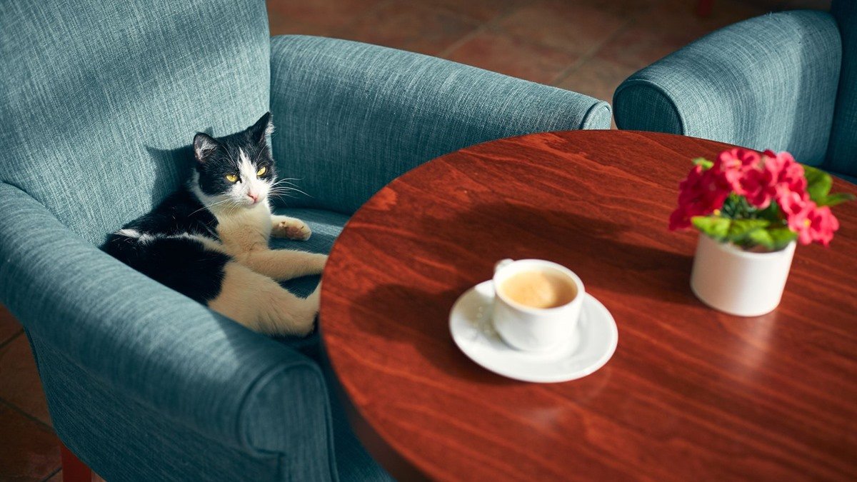 Cat cafe in Denver — black and white cat lounging in an armchair beside a cup of coffee
