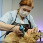 Cat grooming in Spokane — cat being gently groomed and brushed