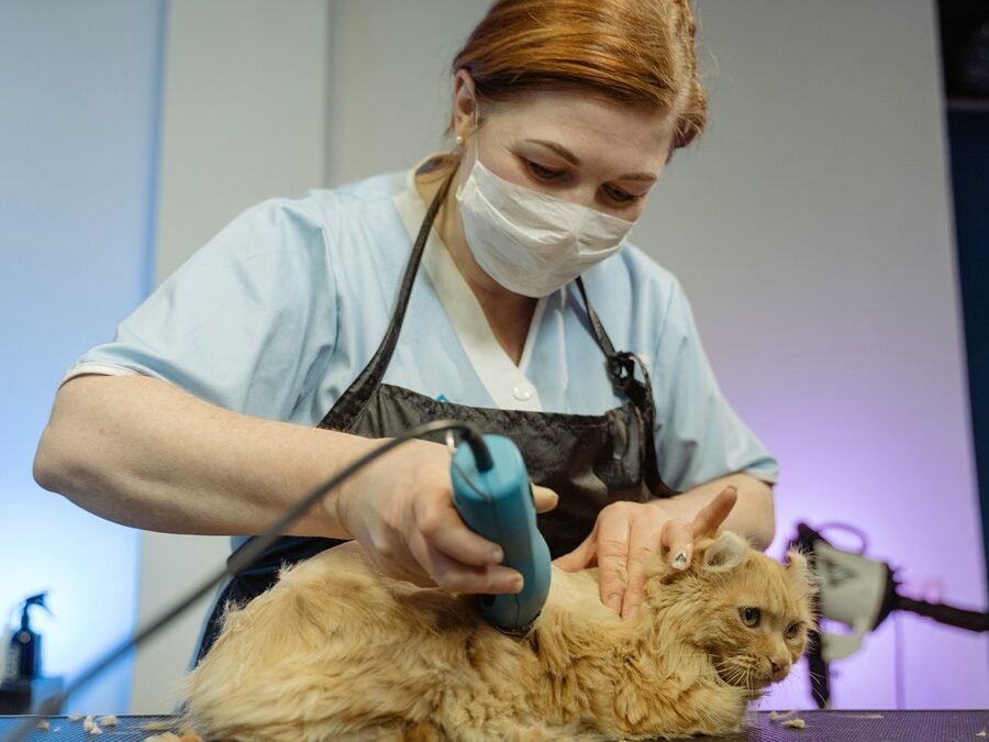 Cat grooming in Spokane — cat being gently groomed and brushed