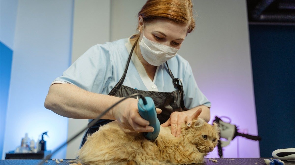 Cat grooming in Spokane — cat being gently groomed and brushed