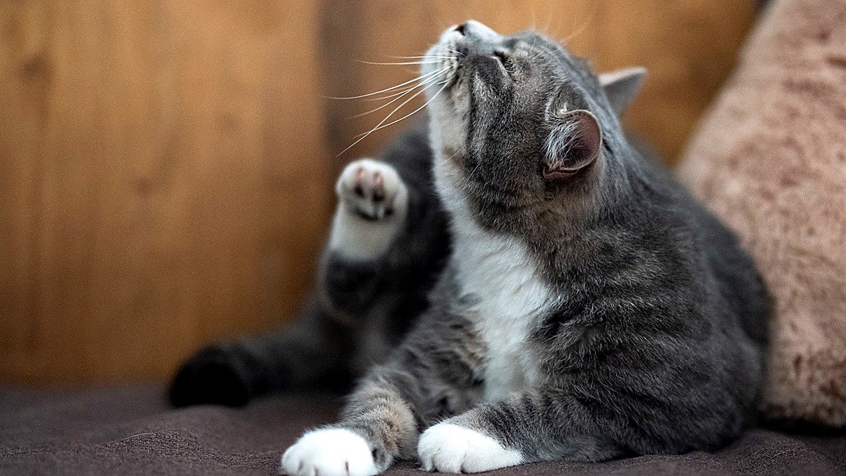 cat scratching ears without mites — gray and white cat lifting a hind paw to scratch its head indoors