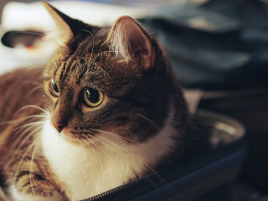 Cat sits in my suitcase — cat curled up in an open packed suitcase