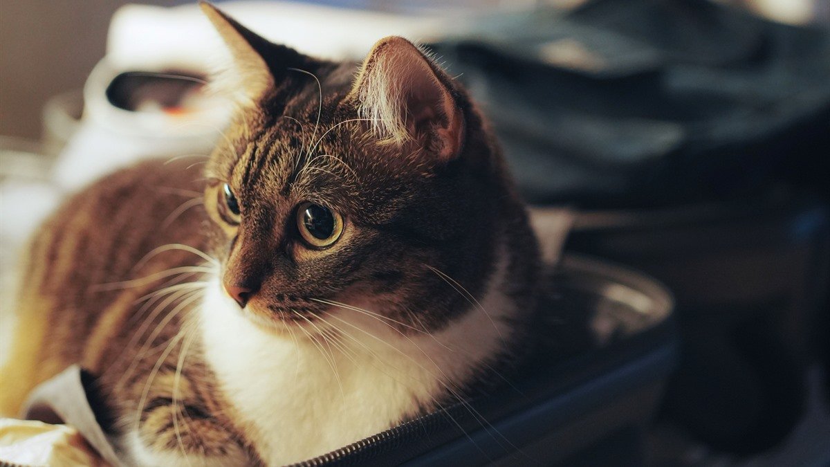 Cat sits in my suitcase — cat curled up in an open packed suitcase