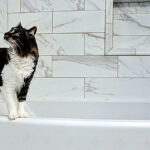 Cat sits in the bathtub — black and white cat standing on the edge of a white bathtub