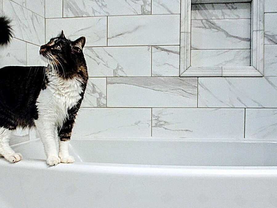 Cat sits in the bathtub — black and white cat standing on the edge of a white bathtub