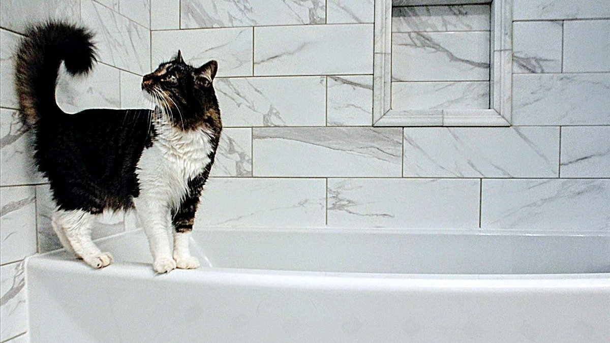 Cat sits in the bathtub — black and white cat standing on the edge of a white bathtub