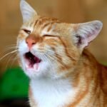 Cat sneezes after eating — ginger and white cat with eyes squeezed shut and mouth open