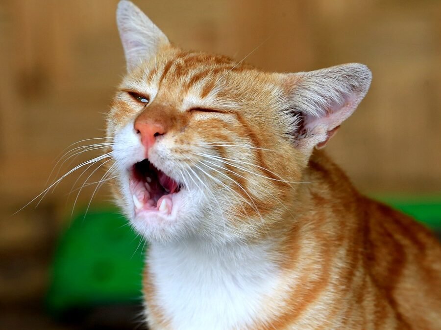 Cat sneezes after eating — ginger and white cat with eyes squeezed shut and mouth open