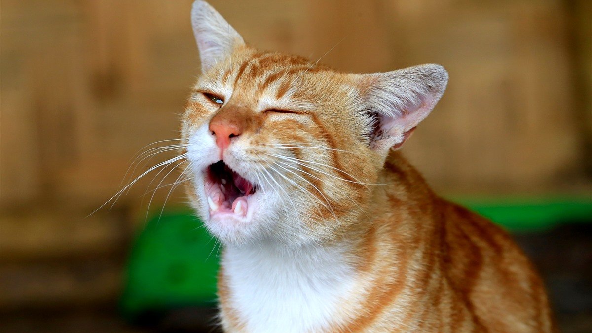 Cat sneezes after eating — ginger and white cat with eyes squeezed shut and mouth open
