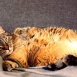cat weight gain after spaying — plump calico cat lying on its side on a white blanket