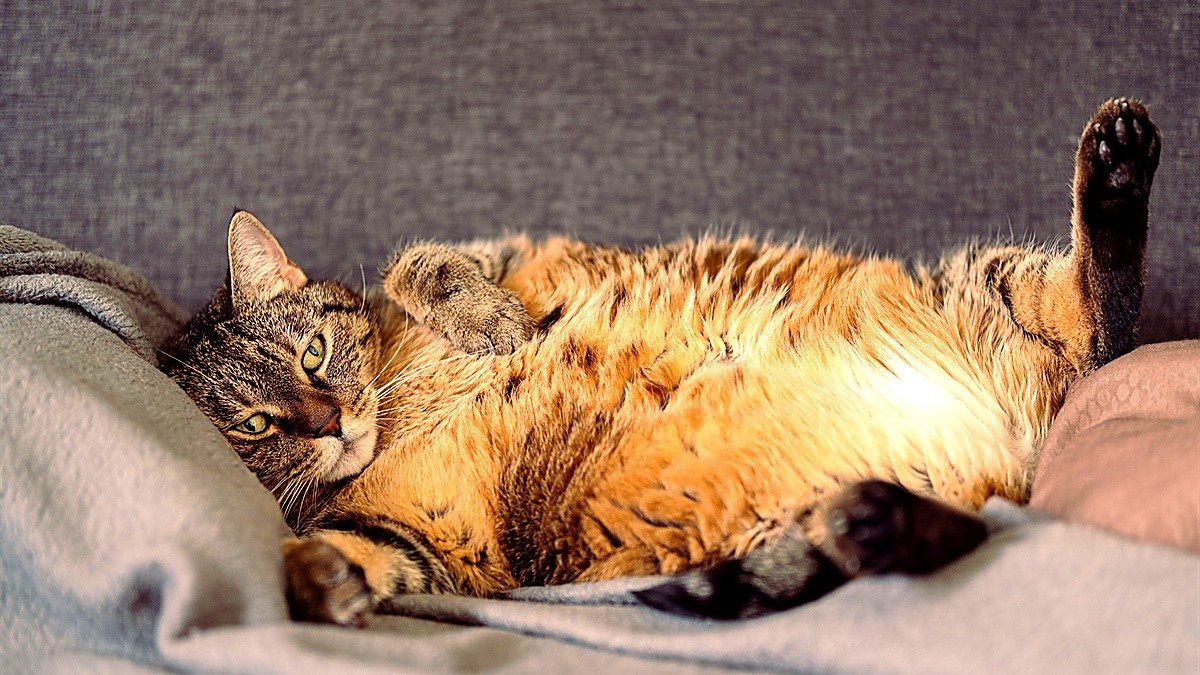 cat weight gain after spaying — plump calico cat lying on its side on a white blanket