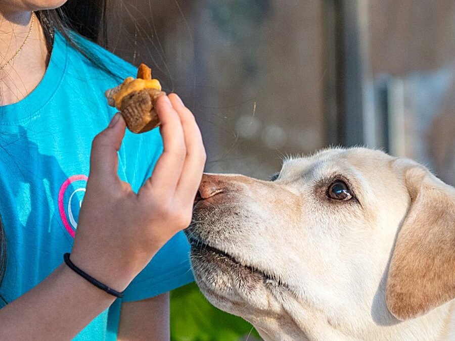 Dog bakery in Nashville — yellow Labrador sniffing a homemade dog treat