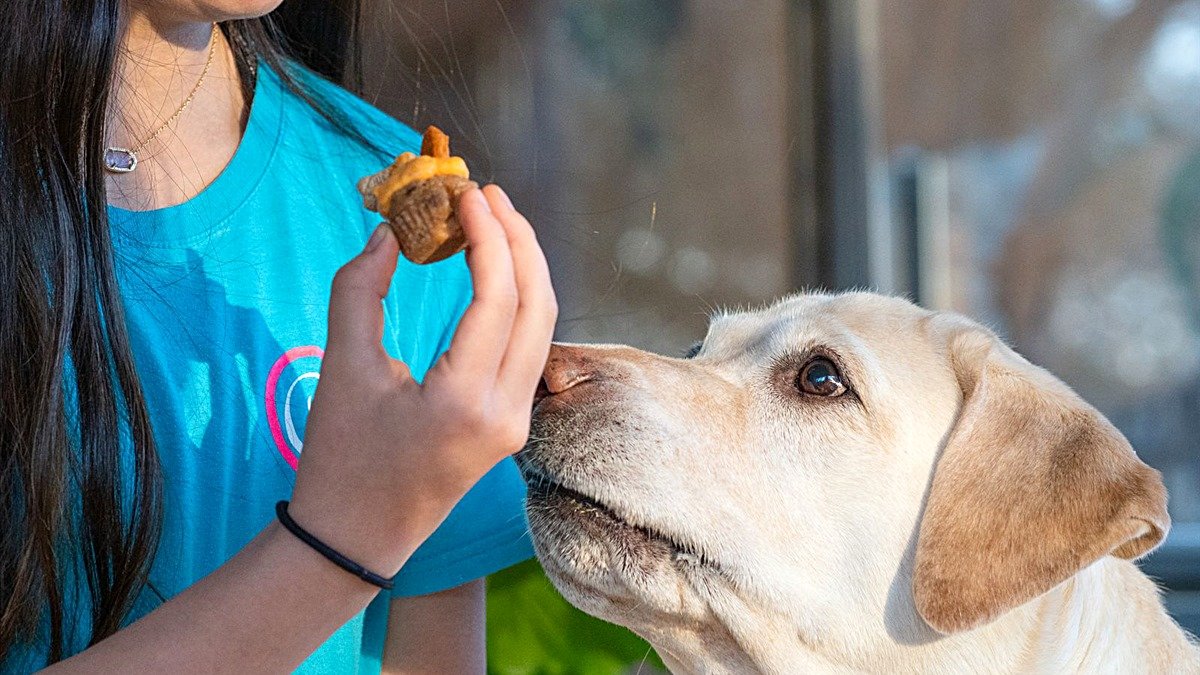 Dog bakery in Nashville — yellow Labrador sniffing a homemade dog treat