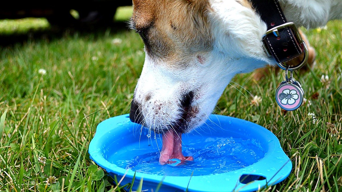 dog drinking water at night — brown and white dog lapping water from a shallow blue bowl