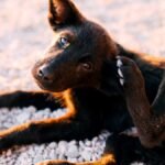 Dog rubs his face after eating — black puppy scratching his face with a hind paw