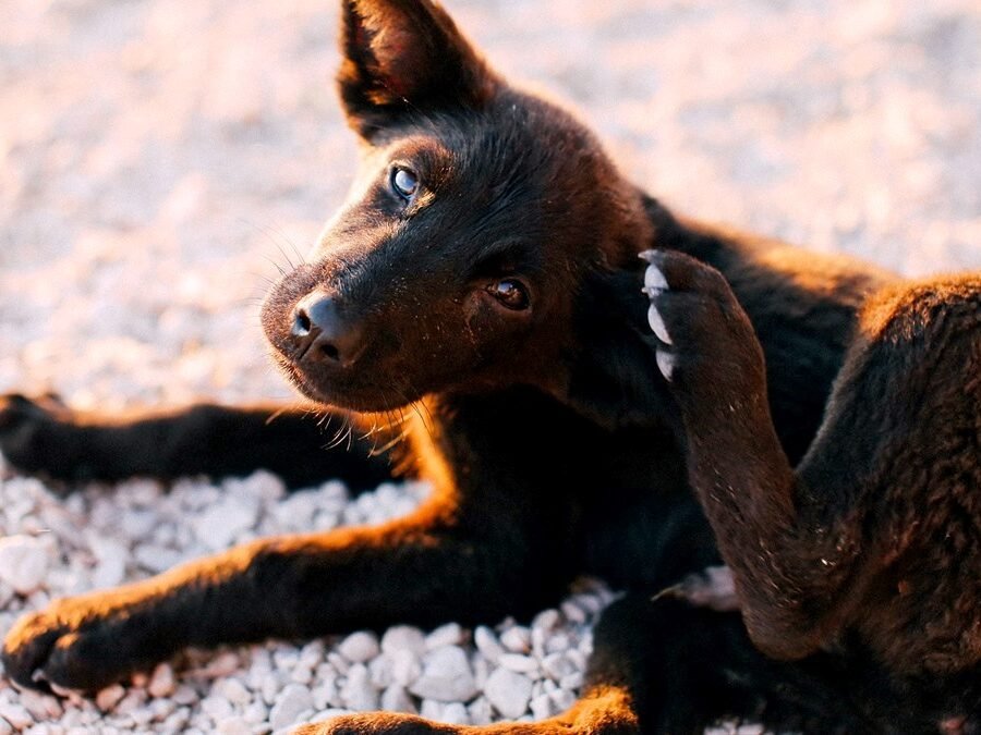Dog Behavior