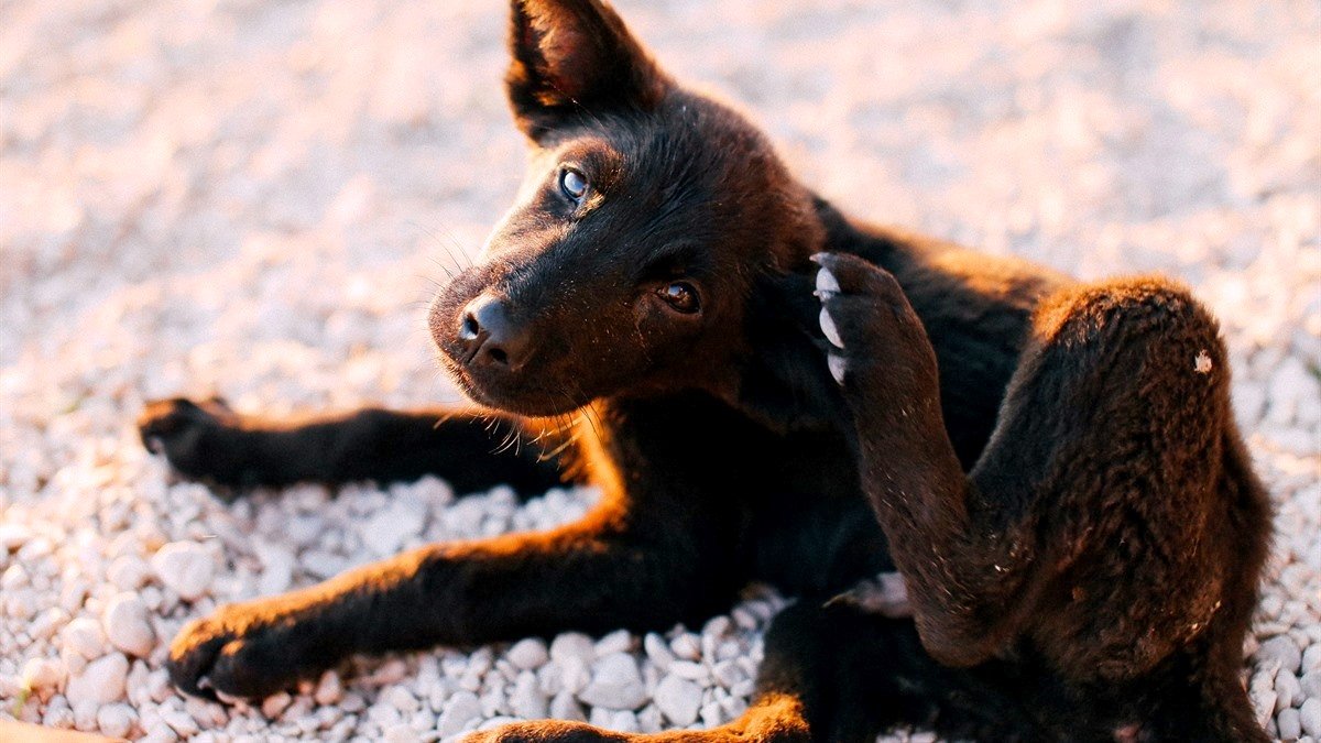 Dog rubs his face after eating — black puppy scratching his face with a hind paw