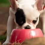 Dog snorts after drinking water — French Bulldog puppy with its muzzle deep in a red water bowl outdoors