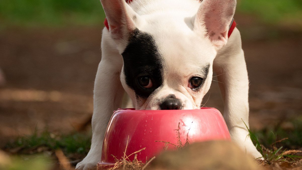 Dog snorts after drinking water — French Bulldog puppy with its muzzle deep in a red water bowl outdoors