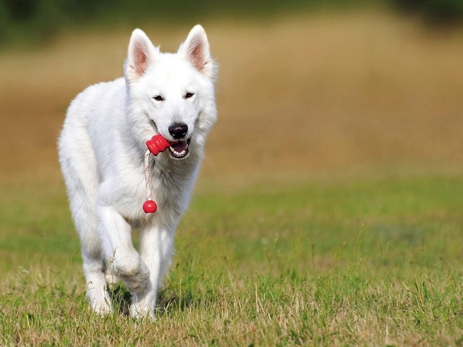 Dog Training