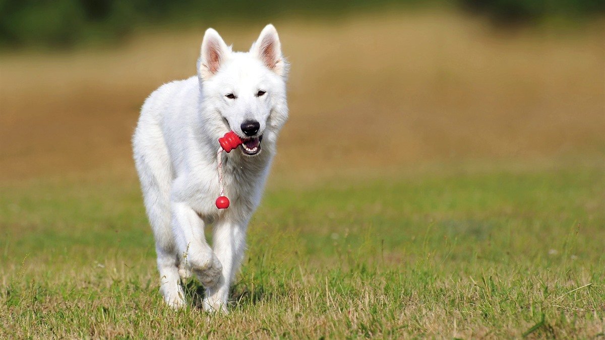 Dog training in Reno — dog running with a training toy in an open field