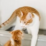 Dr. Elsey's cat litter — cat and kitten beside a plastic litter box with clumping litter