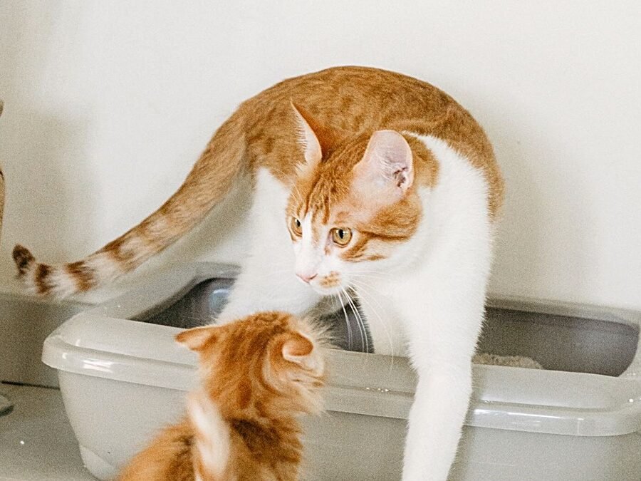 Dr. Elsey's cat litter — cat and kitten beside a plastic litter box with clumping litter