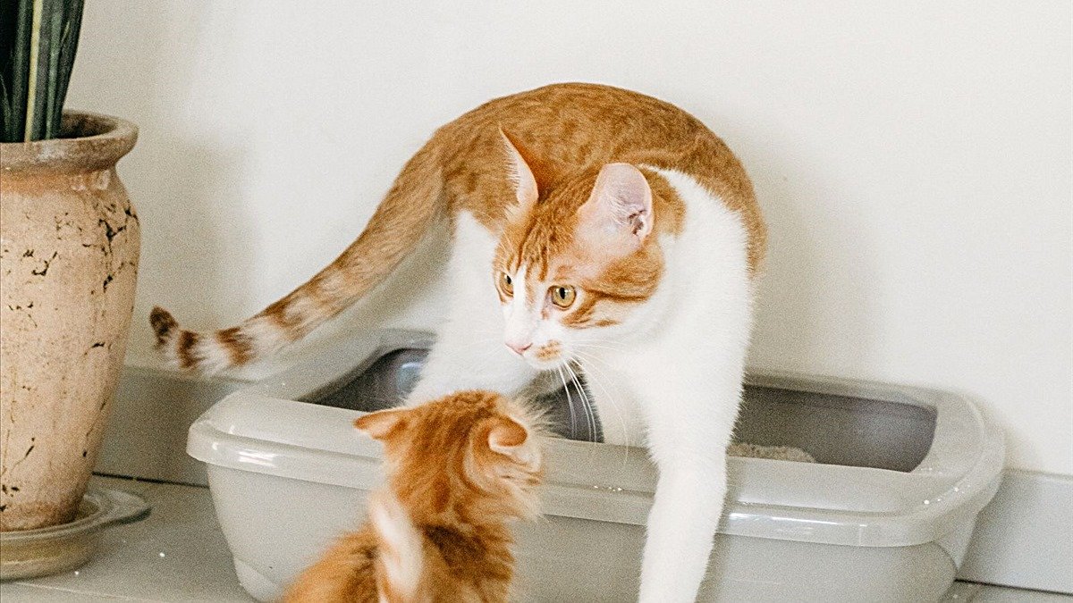 Dr. Elsey's cat litter — cat and kitten beside a plastic litter box with clumping litter